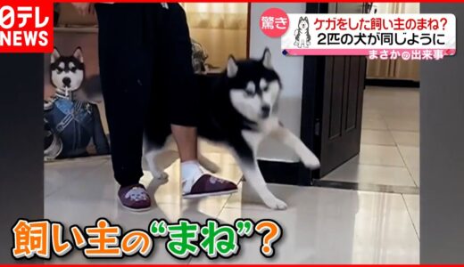 【まさか】２匹の犬がぴょんぴょんジャンプ  ケガをした飼い主のまね？ 中国