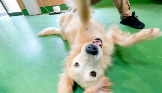 犬に猫じゃらしを使うとこうなります。