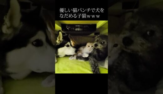 世界一優しい猫パンチで犬をなだめる子猫がかわいい