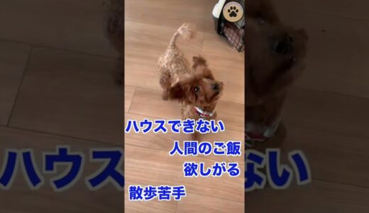 子犬に見える7歳の保護犬しほん #shorts