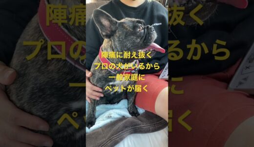 出産直前の陣痛に苦しむフレンチブルドッグ#犬 #出産 #フレブル