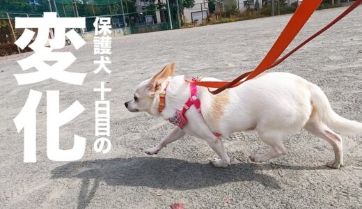 隠れず歩けたー！ビビりな保護犬が変化した10日目。