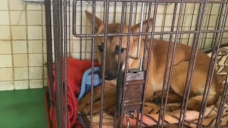 怖いところだと思ってた保健所の実態。臆病犬の収容から１年間の記録