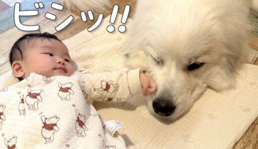 【まさか！】初めて妹にビンタされた超大型犬の反応が可愛い｜グレートピレニーズ