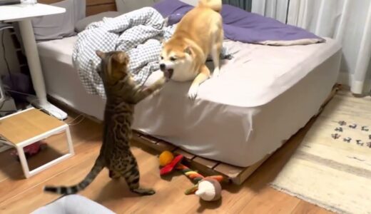 4秒で16回叩く！犬猫ケンカ、猫の全勝