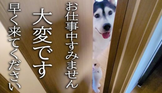 子猫とハスキー犬が騒いでるので急いでついて行ってみると...