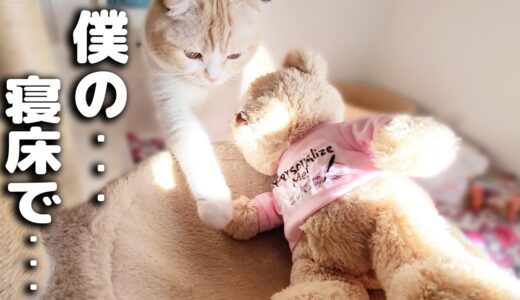 大好きなくまちゃんが自分のベッドで寝てた時の子猫の行動に驚きました…