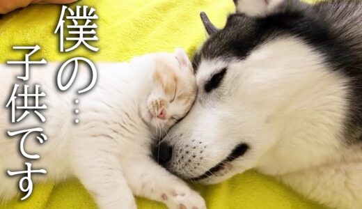 一緒に寝てた子猫が他の犬と寝てた時のハスキー犬の反応が...笑