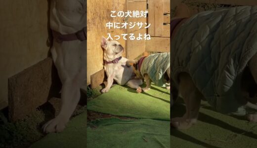 中に絶対オジサン入ってる犬#フレンチブルドッグ #フレブル #子犬