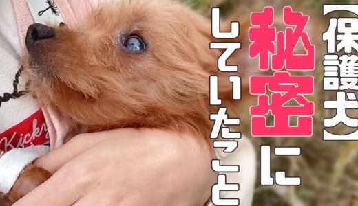 元繁殖犬のおこげちゃん、トライアル初日から秘密にしていたこと「vol 266」