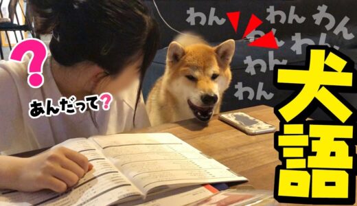 テスト勉強する娘に犬語が止まらない柴犬