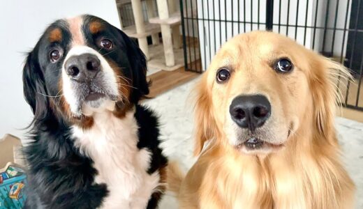 遊ぼー♪と飼い主を誘いにやってきた犬達の圧が凄い…！