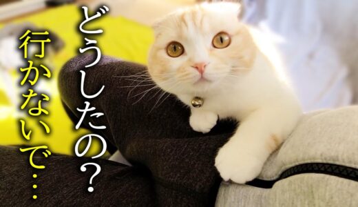 子猫と犬が「行くな」と必死に甘えて止めるので今日は仕事を休みます...