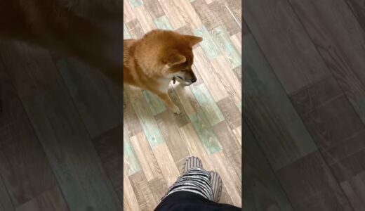 【TikTok200万再生】犬と飼い主と立場が逆の日常#shorts