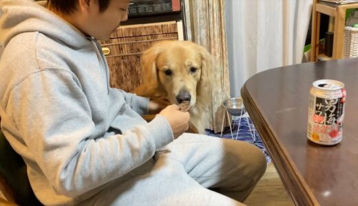 人が酒を飲み、犬がツマミを食う