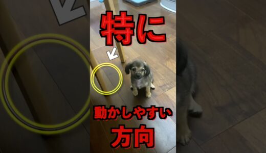 犬は首を傾げる方向で意味が変わる！ #shorts