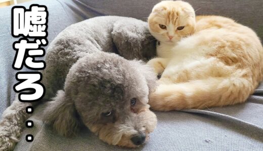 こっそりハスキー犬と出かけたら子猫たちがこうなってた...