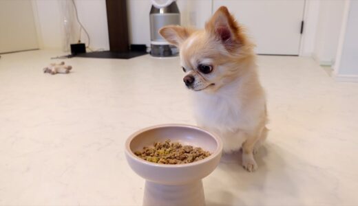 我が家の犬もドッグフードを卒業しました