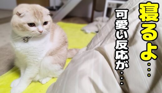 「寝るよ！」と言うと布団に移動して寝る子猫と犬が可愛い！