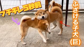 ふざけすぎ子犬(巨)は成犬がブチギレる寸前を察して逃げ足早いw