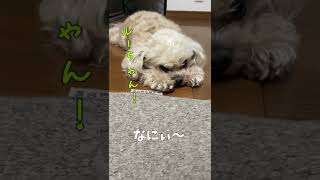 元気のないはずの犬 【関西弁でしゃべる犬】#308 A dog that should not be feeling well 【Dog talking 】 #shorts