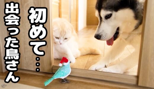 子猫とハスキー犬に大好きな鳥さんをプレゼントしたらこうなっちゃいました...