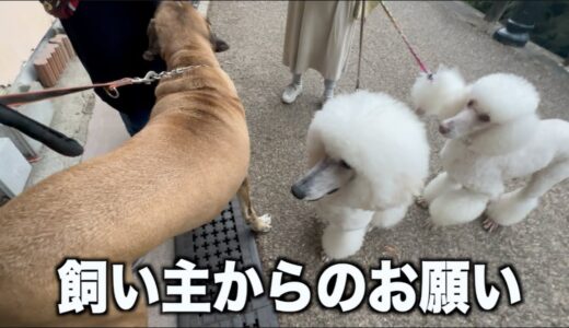 【お願い】雑談してたら外から犬を突っ込まれました・・【そのシーンは無し】