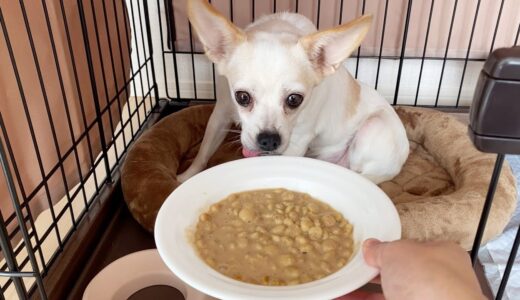 保護犬の食欲とお散歩がただ嬉しい、譲渡会前日。