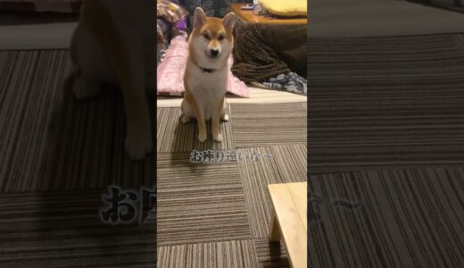 犬よりうるさい飼い主と散歩してきました【柴volg】#shorts #柴犬