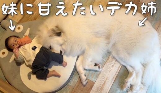 【まさかの？】生後5ヶ月の妹よりも甘えん坊な超大型犬が可愛すぎました｜グレートピレニーズ