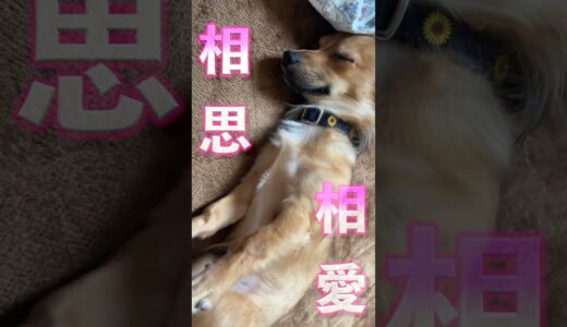 飼い主が帰ってきても、犬がその場から動かないのは嬉しくないわけじゃない！ #shorts