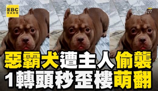 惡霸犬遭主人偷襲P股！1轉頭秒歪樓萌翻 @東森新聞 CH51