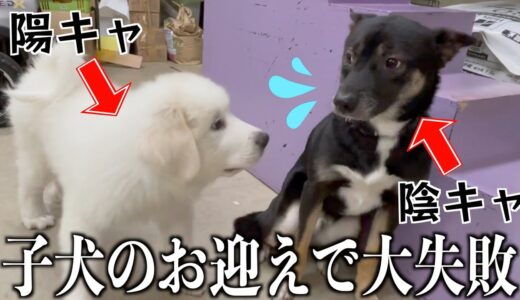 人見知りの保護犬の友達にグレートピレニーズの子犬お迎えした結果…