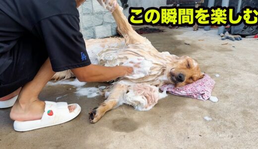 「人間化した犬」人間のようにシャップーされながら寝る犬が超面白い・ここまで洗いやすい子は見たことないでしょう！笑