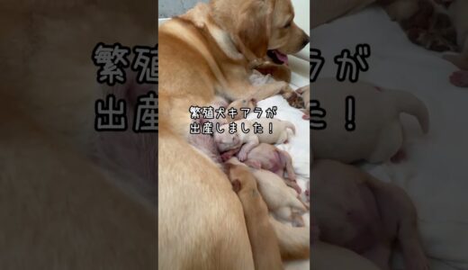 繁殖犬キアラが出産しました！　#shorts #盲導犬 #盲導犬繁殖犬