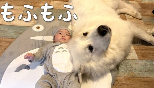 【甘えん坊】生後5ヶ月のトト□に甘えたい超大型犬の反応が可愛い｜グレートピレニーズ