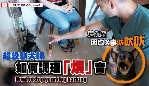 超級馴犬師😎如何調理『煩』音🎶乜嘢X事吠吠吠🗣How to stop your dog barking✋