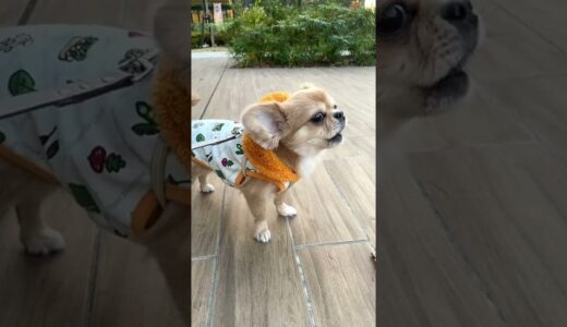 うわうわと犬語を喋るハナ