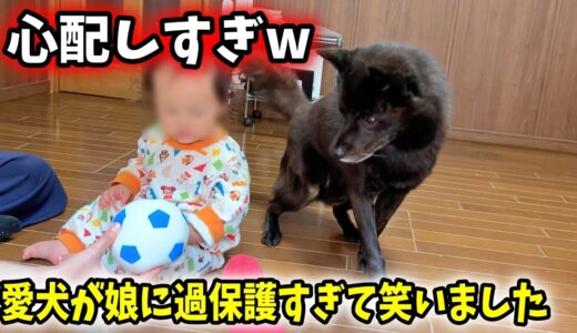 【犬の親心】愛犬が娘に過保護すぎて面白いw