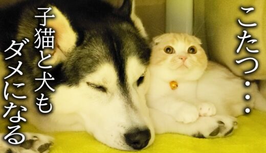 人をダメにするこたつを出したら子猫とハスキー犬達が嬉しすぎてこうなった...