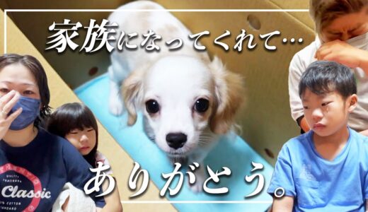 【感動🐶】愛犬を亡くした家族が…赤ちゃん犬を迎え入れるまで🐶🌈　ペットロスのママの本音が…ポロリで…😢【テン日記①｜ペット｜犬｜dog｜新しい家族】