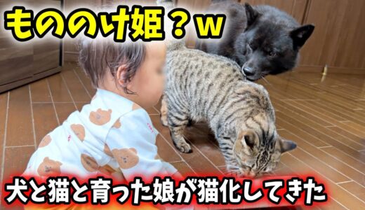 犬猫に育てられた赤ちゃんの行動が、だんだん猫っぽくなってきています