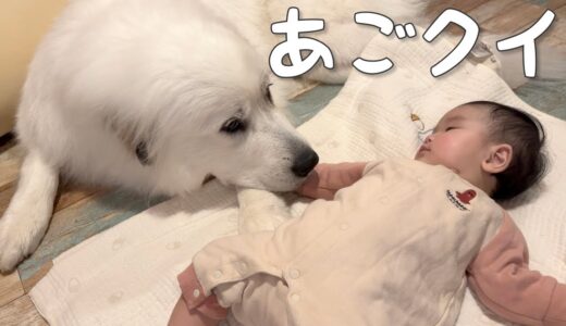 【ドキッ♡】生後4ヶ月の妹に顎クイをされた超大型犬の反応が可愛すぎる｜グレートピレニーズ