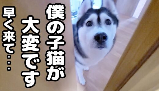 ハスキー犬がくんくん騒いでるのでついて行ってみると子猫が…