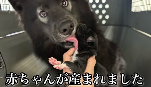 ユグは頑張って命を産み落としました【犬の出産】wolfalike native ameriacan indian dog puppy.