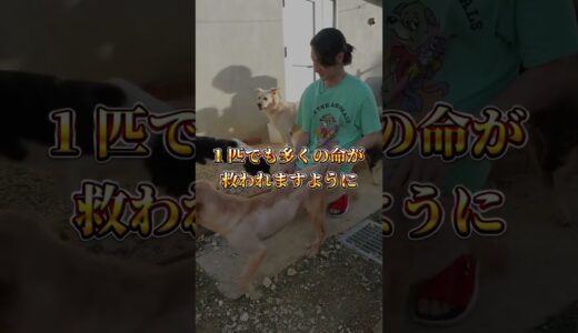 【里親募集中】可愛い保護犬達をご紹介🐶宮古島セーブザアニマルズ #shorts