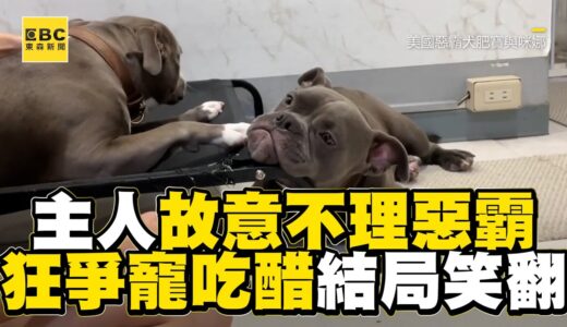 主人故意不理惡霸犬！狂爭寵吃醋貌結局笑翻 @東森新聞 CH51