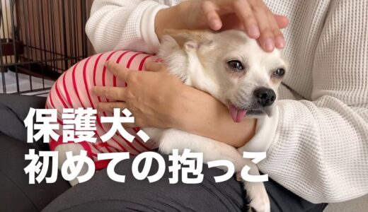 怖がりな保護犬が、初めて人間の膝の上で過ごした日。