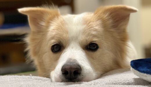 飼い主と遊びたくない気分の犬がコチラです....寂しい🥲【ボーダーコリー】