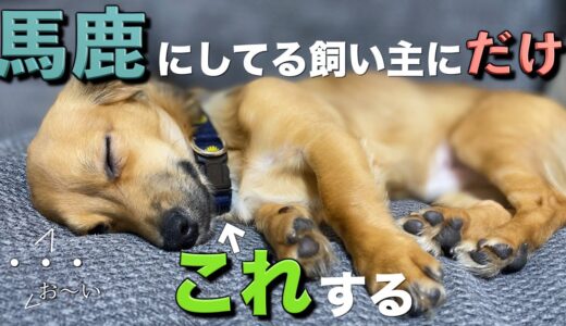 飼い主を馬鹿にしてる犬だけがこの行動をします